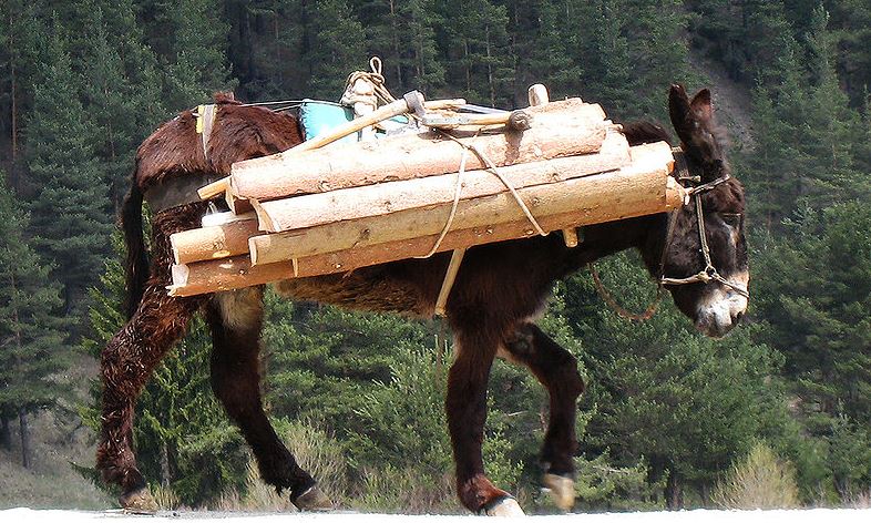a Balkan donkey carrying firewood in Rila mountain