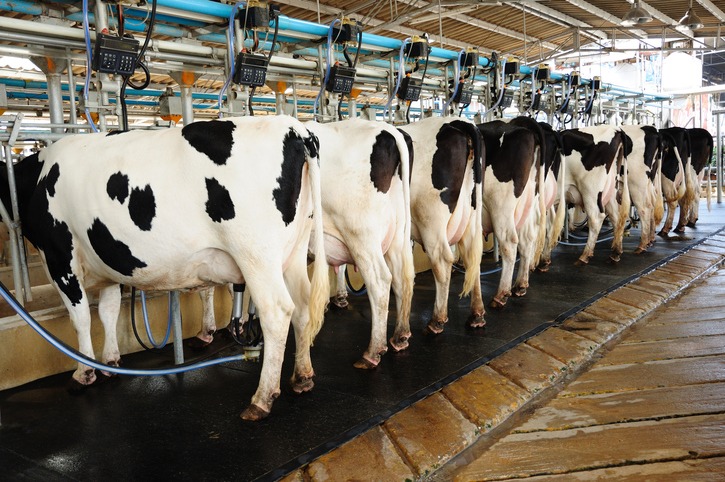 Antibiotics Use in Dairy Farming