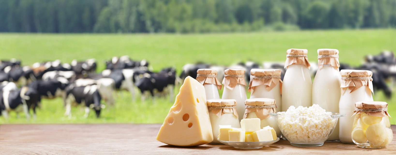 Dairy products. Bottles of milk, cheese, cottage cheese, yogurt, butter on meadow of cows background