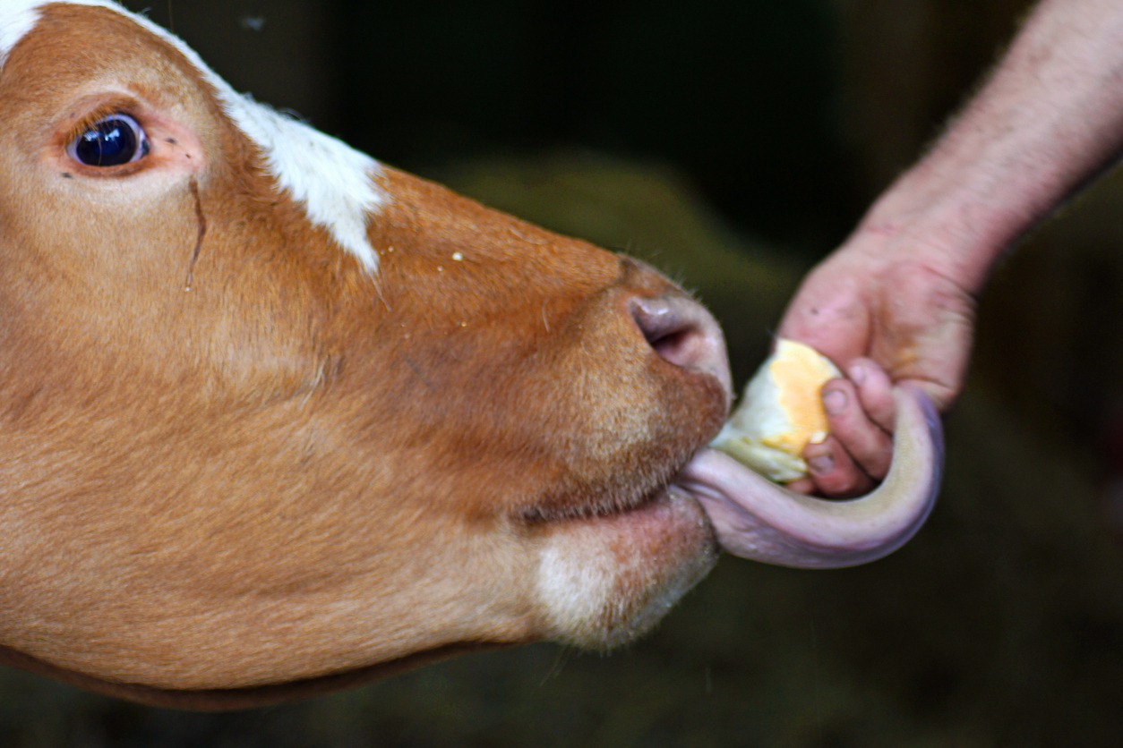 Cow eats bread