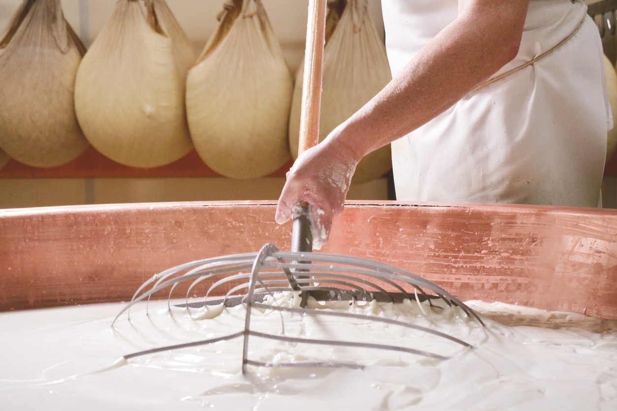 Close up of a cheesemaker is preparing a form of Parmesan cheese using fresh and biologic milk
