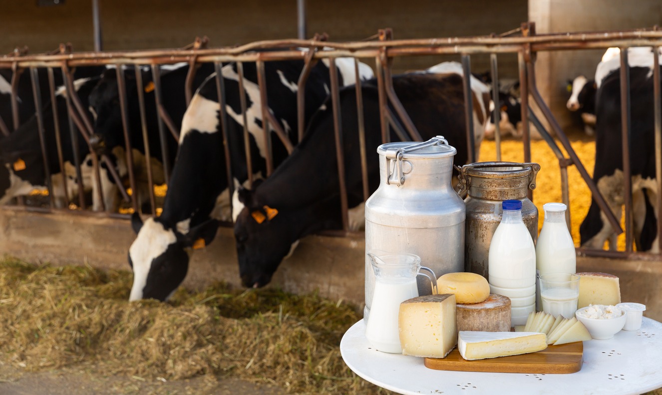 Image of dairy products on the farm