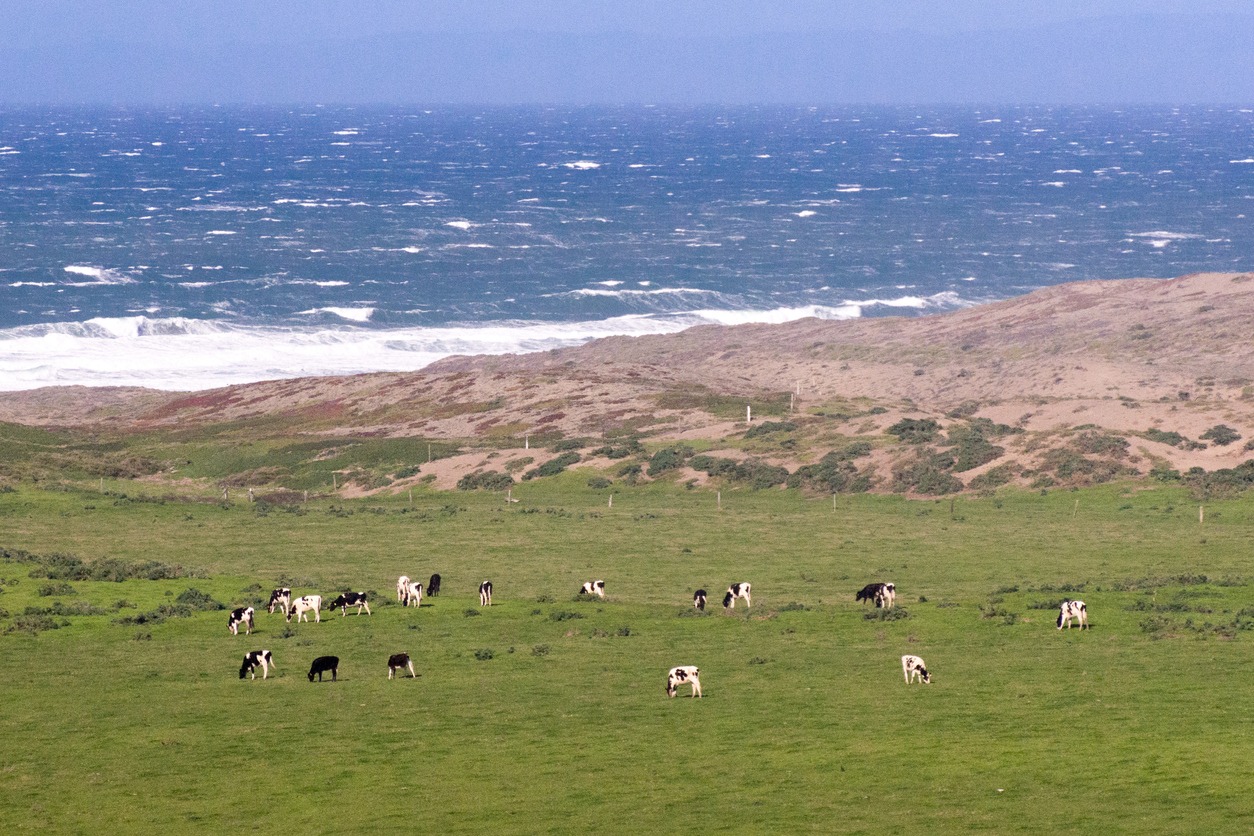 Cows out to pasture on the ocean at Point Reyes National Seashore in California