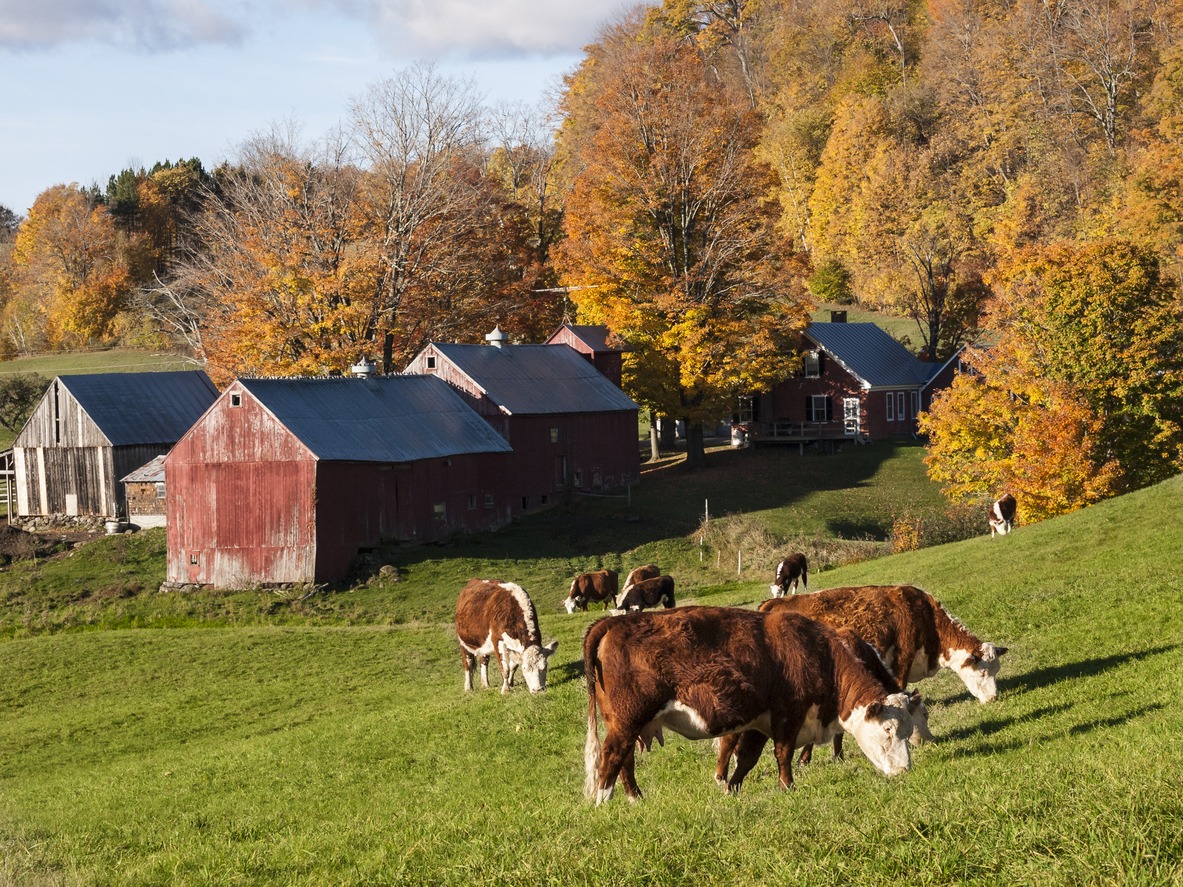 Hereford cows grazing on an old Vermont farm
