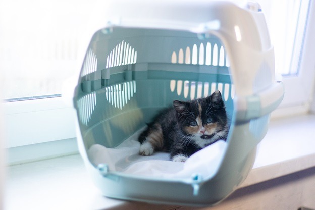 Choosing the Perfect Carrier for Different Cat Breeds