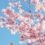 What is Sakura (Cherry Blossom) Cheese?