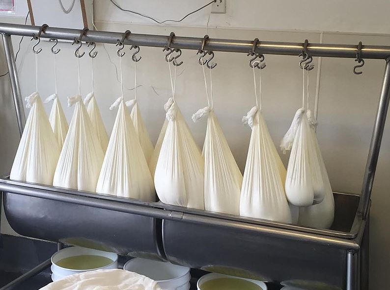 cheese hanging in cheesecloths to drain