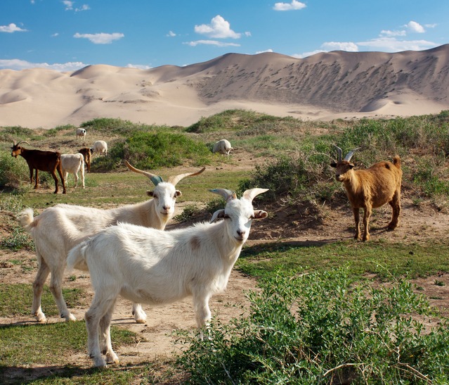 Goat - dune desert mongolia